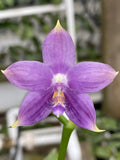 Original Phal Phalaenopsis Lioulin Blue Owl x Lioulin Blue Parrot-FRAGRANT Orchids