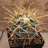 D3090 FEROCACTUS CHRYSACANTHUS STRONG SPINES pot10-H10-W9 cm MaMa Cactus Green Plant