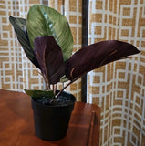 Ashland Artificial Micro Plant Deco Spring Ceramic Potted  8" High 5 Leaves Green Plant