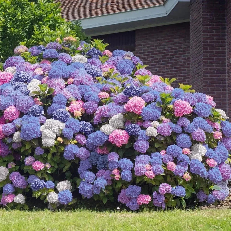 5 3 in 1 Hydrangea Seeds Perennial Garden Shrub Flowers Flower Bush Seed 1406 Garden Plants