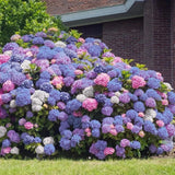 5 3 in 1 Hydrangea Seeds Perennial Garden Shrub Flowers Flower Bush Seed 1406 Garden Plants