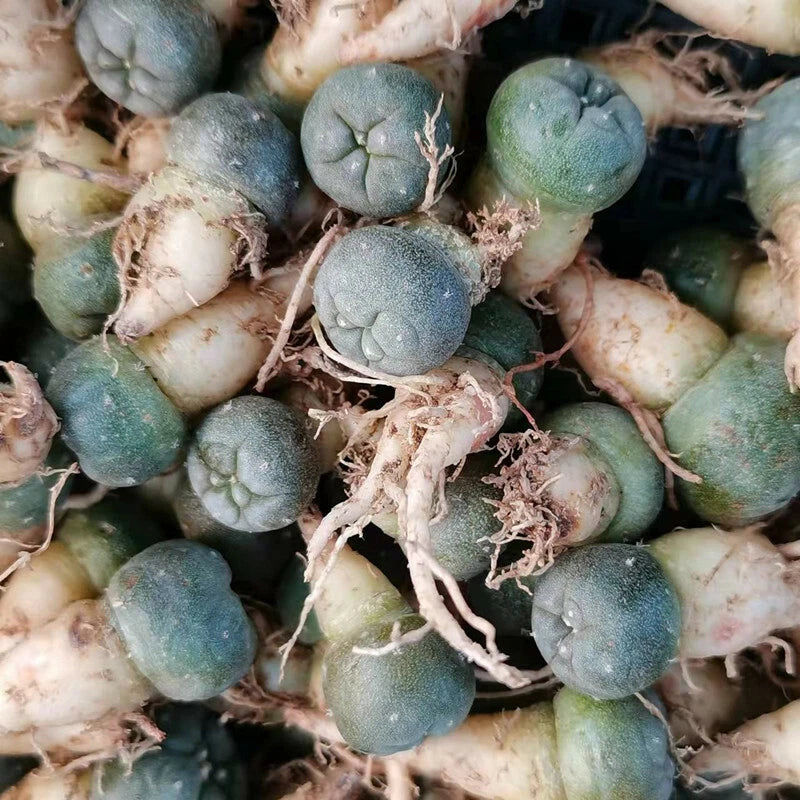 Small succulent cactus plants 10-pack with green-blue leaves and dried roots