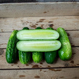 25 CALYPSO HYBRID CUCUMBER SEEDS NON-GMO FRESH FOR GARDENS Garden Plants