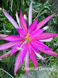 Oriental Dancer  epiphyllum cutting Orchids