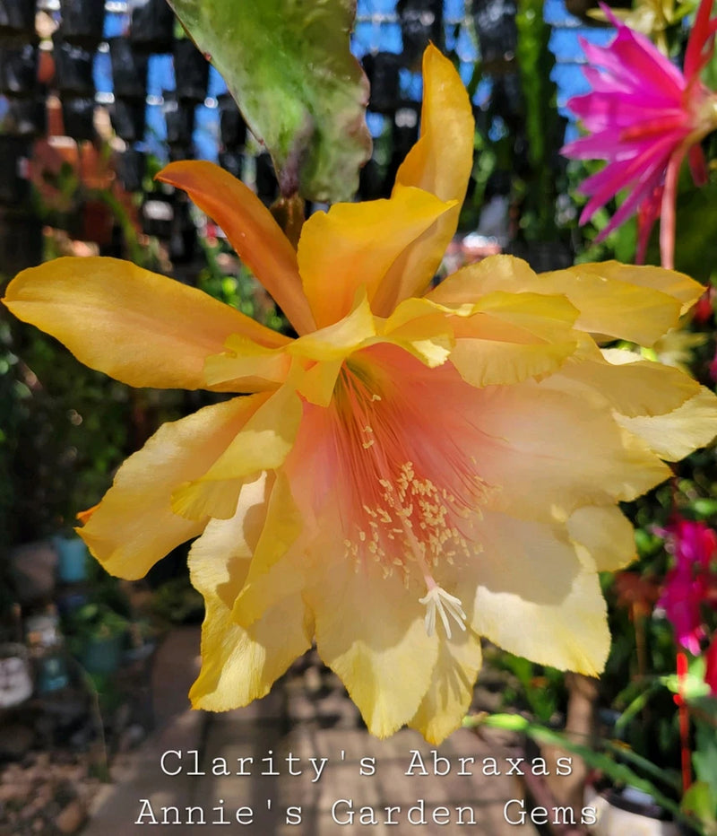 Orchid cactus flower with yellow-orange petals and green leaves