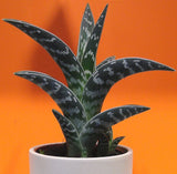 ALOE VARIEGATA exotic succulent rare desert healing plant garden seed 10 SEEDS Garden Plants