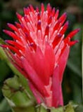 1 Billbergia Pyramidalis Flaming Torch Bromeliad Flowering Plant Bare Root Garden Plants
