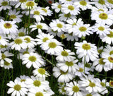BRACHYCOME WHITE Brachycome Iberidifolia - 20 Seeds Garden Plants
