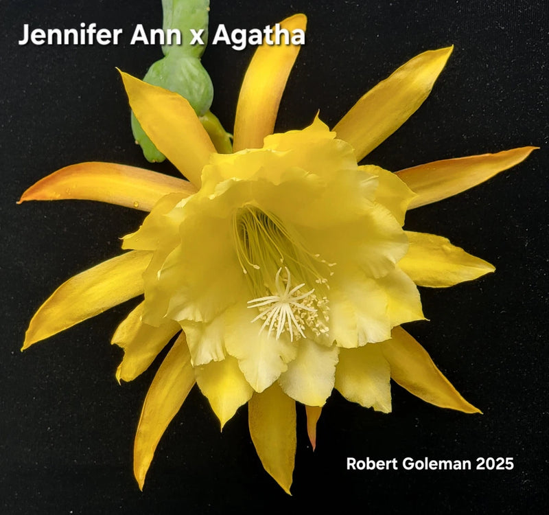 Epiphyllum orchid cactus flower with bright yellow petals and ruffled center