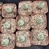 2PCS 2-2.5cm RareSucculent Plant Ortegocactus macdougllii Cactus Selfroot Flowering Plants