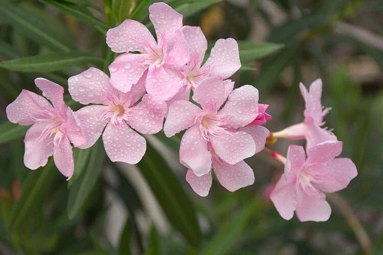 Nerium Oleander Pink Beauty seeds pkt of 50 Soft Pink Flowering Plants
