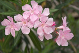 Nerium Oleander Pink Beauty seeds pkt of 50 Soft Pink Flowering Plants