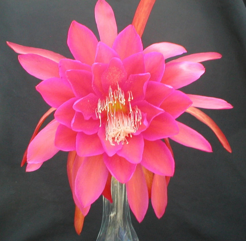 Pink epiphyllum orchid cactus flower in clear vase