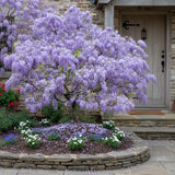 15 Purple Wisteria Seeds Ð Vigorous Climbing Vine with Fragrant Blooms Flowering Plants