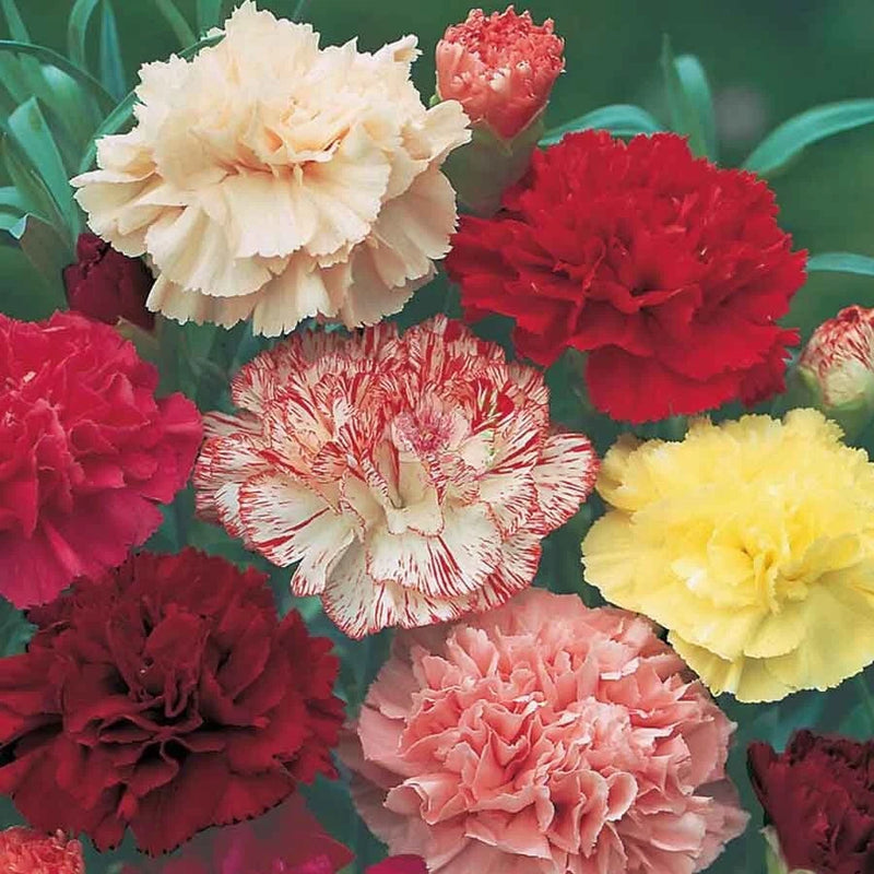 Mixed carnation blooms: red, pink, white, yellow, and striped flowers in full bloom