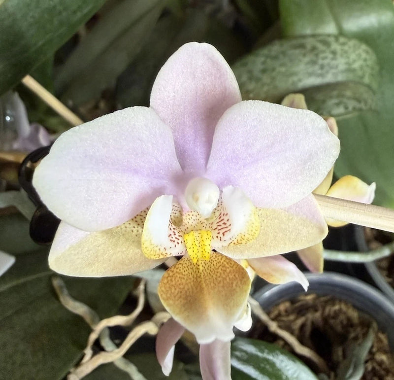 Fragrant pale lavender orchid bloom with white and yellow lip, spotted center