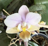 Phalaenopsis Perfume Factory ÒOrange Aka Aroma OrientalÓ 1 Spike Fragrant Orchids