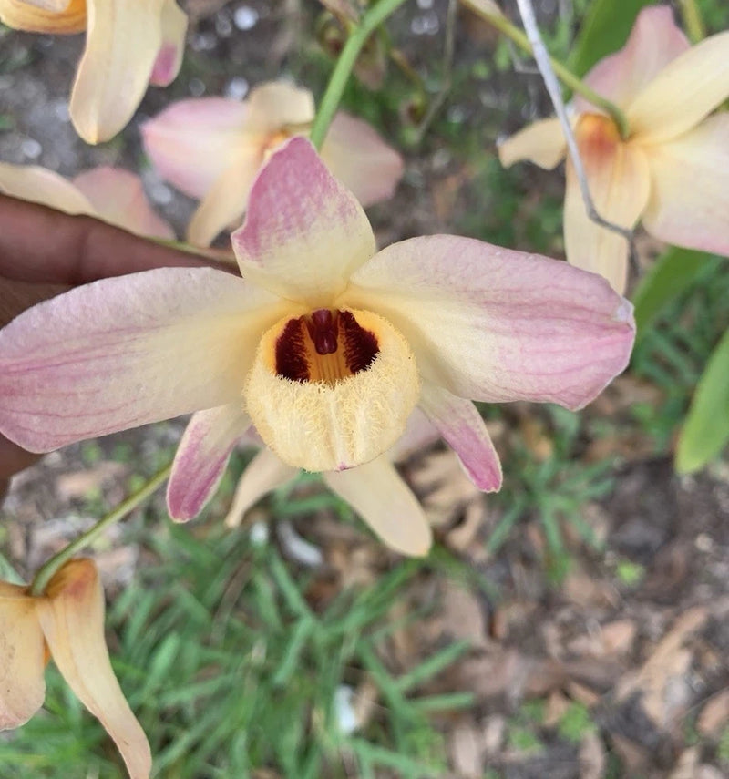 Orchid flower with cream petals, pink speckles, and dark maroon center