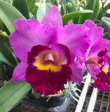 Rlc Shannon Conner ÔPink ParadiseÕ Purple Fragrant Mericlone Orchid 4Ó RePot Orchids
