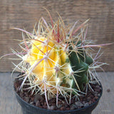 D6970 FEROCACTUS ACANTHODES VARIEGATED pot10-H8-W8 cm MaMa Cactus Green Plant