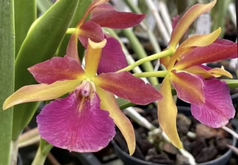 Purple and yellow orchid flowers with green leaves in dark pot