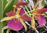 Stlma. Kelly ÔLeaÕ Bloom size Orchids