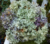 11 Dried Hydrangea Flowers Light Blue, Green, Cream, Purple Primitives SECONDS Dried Flower