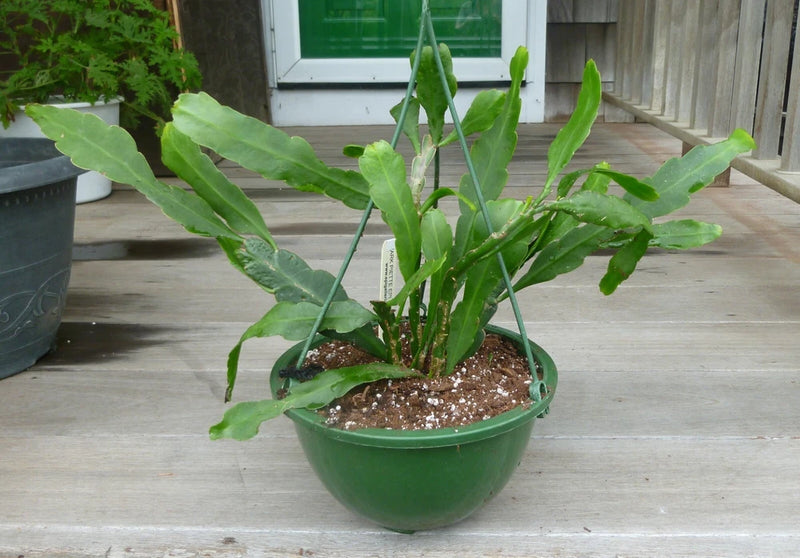 Potted epiphyllum cactus plant with upright green stems in a green pot