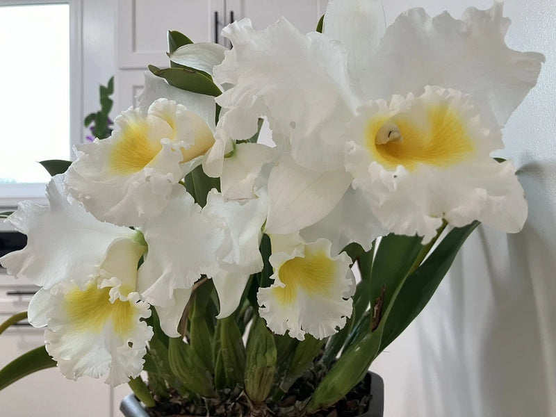 White orchid plant with yellow centers in a green pot