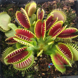 50 Seeds Dione_ Muscipula Venus Flytrap Perennial Insectivorous Garden Plants Flowering Plants