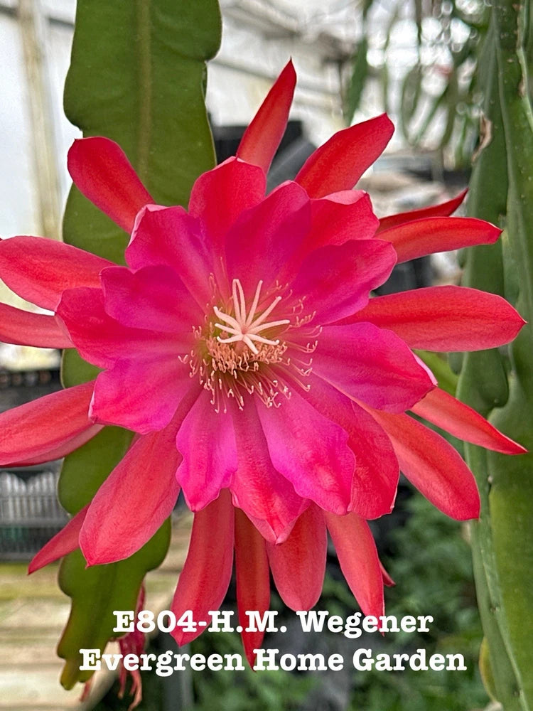 Orchid cactus flower with bright red-pink petals and green pads in a starter pot