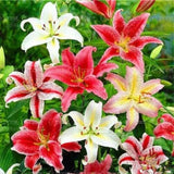 20 SEEDS for Mixed Color LILY RARE flower exotic home garden plant USA Seller Garden Plants