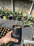 Sabal minor ÒChipola DwarfÓ Ð _ Gallon Ð Rare Compact Form Ð Cold Hardy Dwarf Flowering Plants