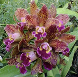 Cattleya Rlc Waianae Leopard Ching Hua Fragrant Spotty BS Orchid Seedling Orchids
