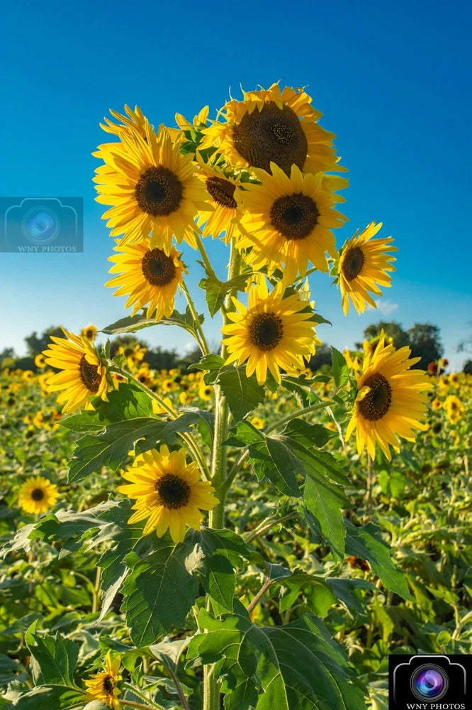 Tall Multi Sunflower Print 12x18 ***FREE SHIPPING*** Sunflower