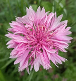 PINK  BACHELOR BUTTON SEEDS 400+ TALL CORNFLOWER flower GARDEN Centaurea Cyanus Garden Plants