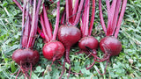 200 BULL'S BLOOD BEET SEEDS FRESH FOR  GARDENS Garden Plants