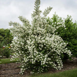Live Mock Orange Plant Ð Quart Pot Ð Fragrant Flowering Shrub for Garden & Patio Garden Plants
