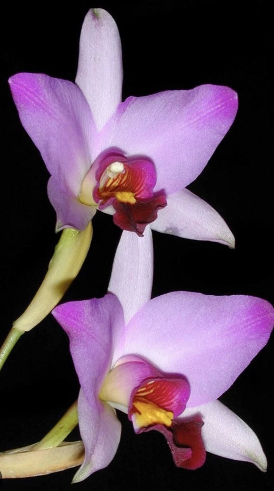 Purple and white species orchid flowers with yellow and red centers