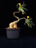 RareSucculent Plant Uncarina grandidieri Garden DŽcor Boutique high15-20 Garden Plants
