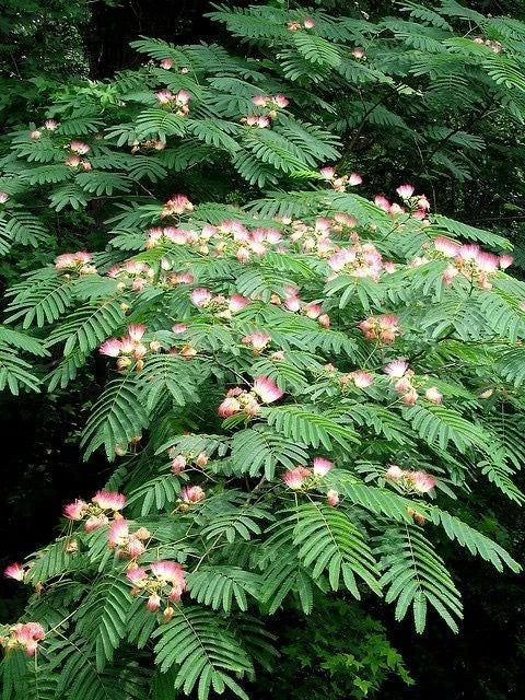 3 Mimosa Tree  Bare-root (Albizia Julibrissin) Garden Plants