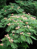 3 Mimosa Tree  Bare-root (Albizia Julibrissin) Garden Plants