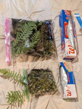 Organic Fresh Live Carpet Moss w/ Licorice Fern PNW, WA State 10.5"x10.5" Ziploc Orchids