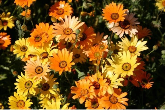 DIMORPHOTHECA FLOWER SEEDS *  MIXED COLORS * 2 INCH FLOWERS * ARRANGEMENTS * Flowering Plants