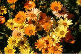 DIMORPHOTHECA FLOWER SEEDS *  MIXED COLORS * 2 INCH FLOWERS * ARRANGEMENTS * Flowering Plants