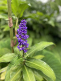 Hawaii Grown Blue Ginger Dichorisandra Thyrsiflora  plant cutting 3 count stock Orchids