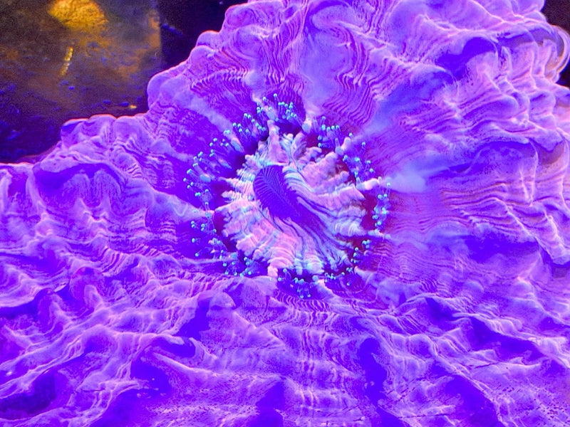 Cynarina / INDOPHYLLIA  PINK Coral- Live Coral Anemone