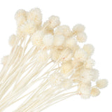 60 Pcs 16 Inch Dried Flowers for Vase Mini Pine Ball Flowers White(Stem) Dried Flower