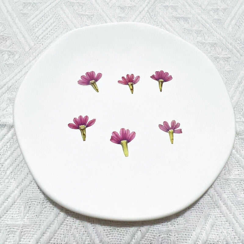 M&T 2007 12PCS real Pressed dried flowers, Floral supply for art craft FSS37 Dried Flower