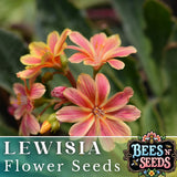 Cliff Lewisia Seeds 35 or 100 Seeds Flower, Flower Seeds, Non GMO Garden Garden Plants